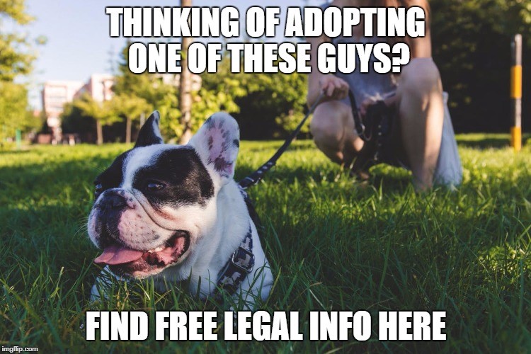 ncvlibrary's tweet photo. Get free access to Gale Legal Forms with your Niceville library card at https://t.co/WUm5foNRB0 https://t.co/FCbOKnZvCS