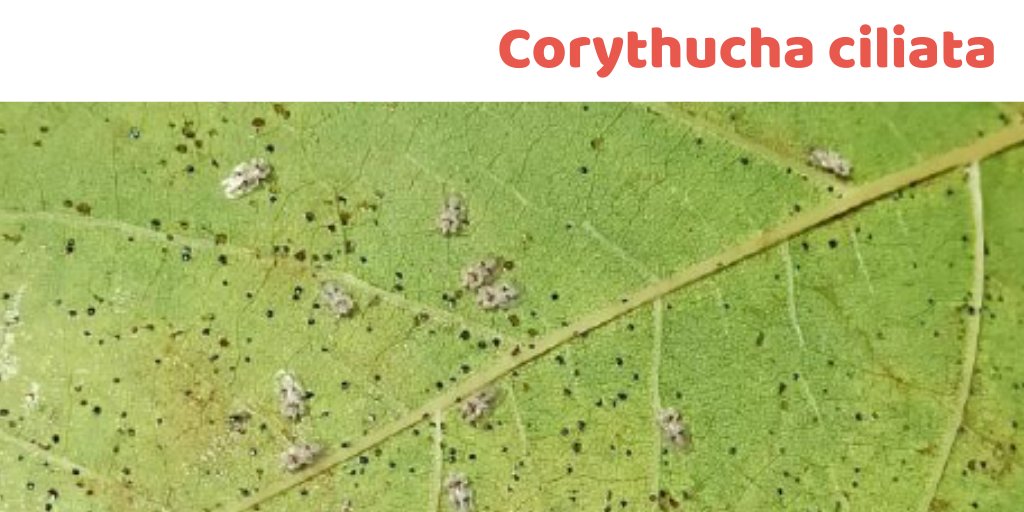 senplag's tweet photo. La CORYTHUCHA CILIATA són insectes que afecten als plataners.
Sovint el control biològic no és suficient, en canvi els controls rentats o polvoritzacions estan donant millors resultats.  En zones sensibles també podem fer endoteràpia.
#senplag #controlbiologic #gip https://t.co/q6NLoRv3Yw