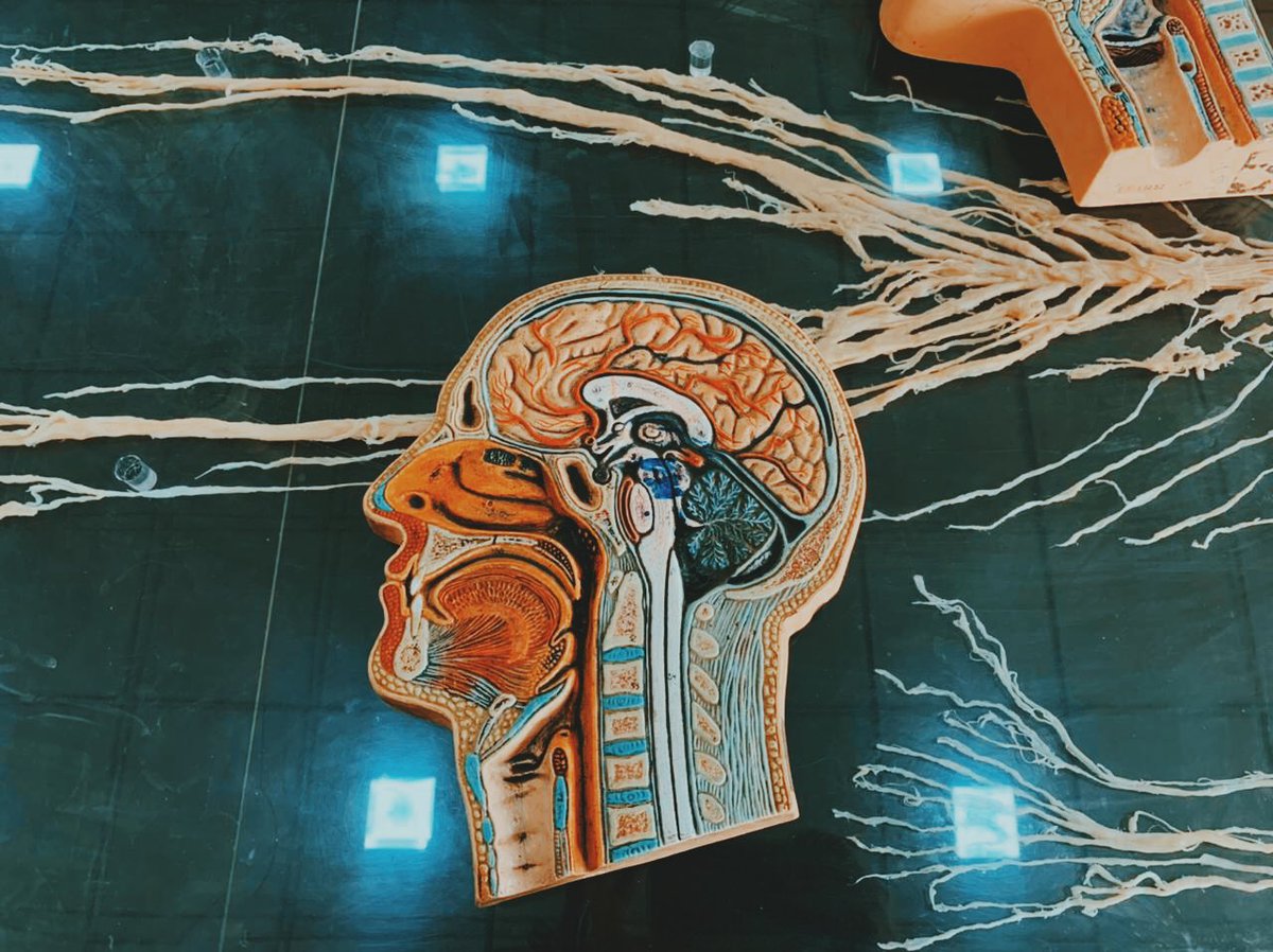ErevanEssa's tweet photo. #anatomy 
#cadavers https://t.co/BJfcUe3c4Q