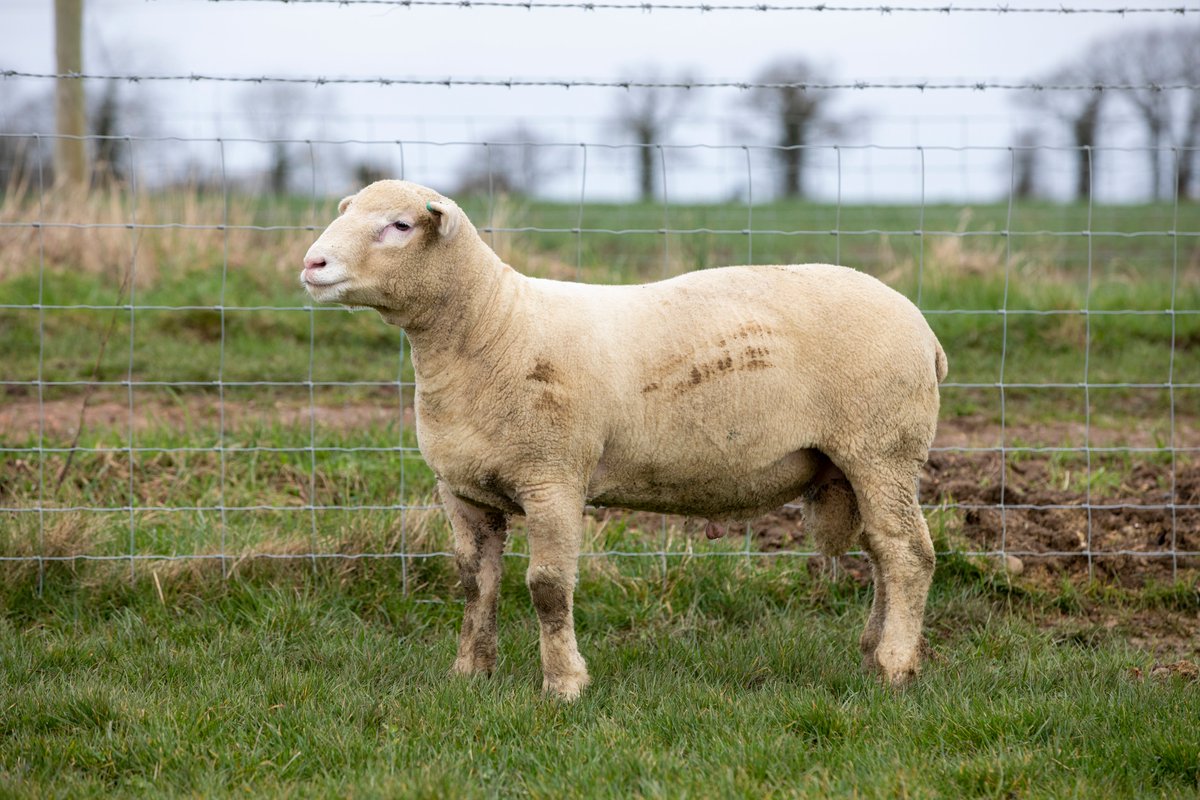 EWDaviesFarms's tweet photo. Some of the Hydes pedigree Poll Dorset lambs that we have available for sale. Ready to go straight to work this spring for autumn lambing. #signetrecorded MV accredited, all scrapie genotyped ARR/ARR
Good contracts for Dorset new season lamb in East Anglia. https://t.co/BlHAuwzCuH