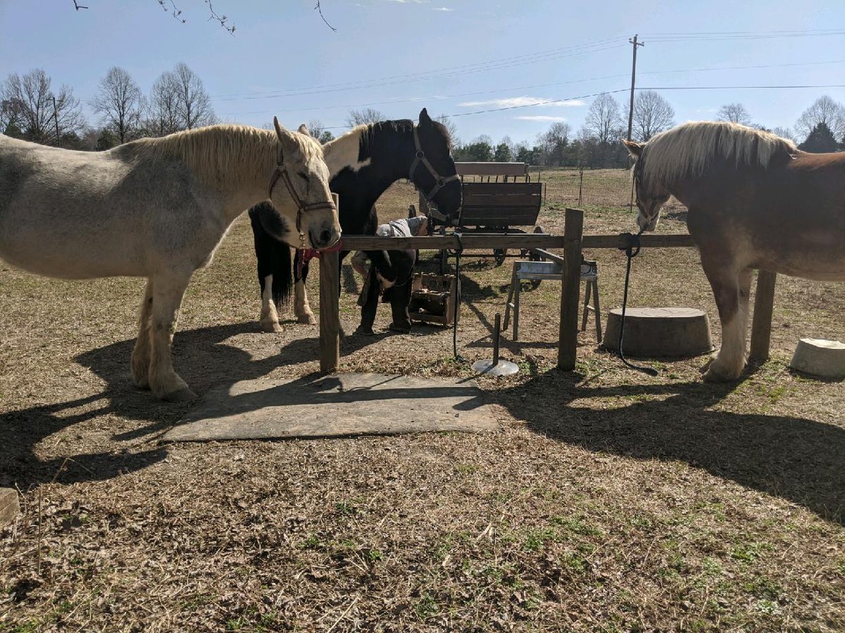CRTT09's tweet photo. Toe trimming and shoe fitting... Gotta make sure all is good to go for the start of our 2021 season!!! #AndrewJacksonsHermitage #history #horses #nashville #fortheloveofhistory https://t.co/qTN8qQIJRL