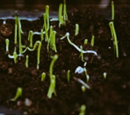 лук порей рассада. лук порей всходы семян. через сколько всходит лук из семян. лук рассада. через сколько всходит лук из семян.