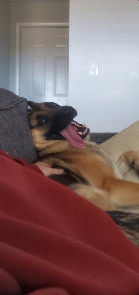 ryan_powerss's tweet image. My dog: barks aggressively at cars
Also my dog: