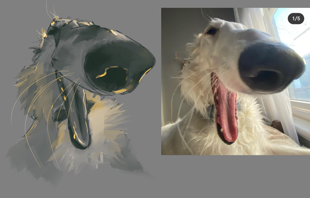 someone sent me that pic of a dog and I was like, damn I gotta draw that dog, and so I did a quick little study/sketch
if you know whose dog this is, tell em he's great

#sketch #DogsofTwittter #ArtistOnTwitter #art