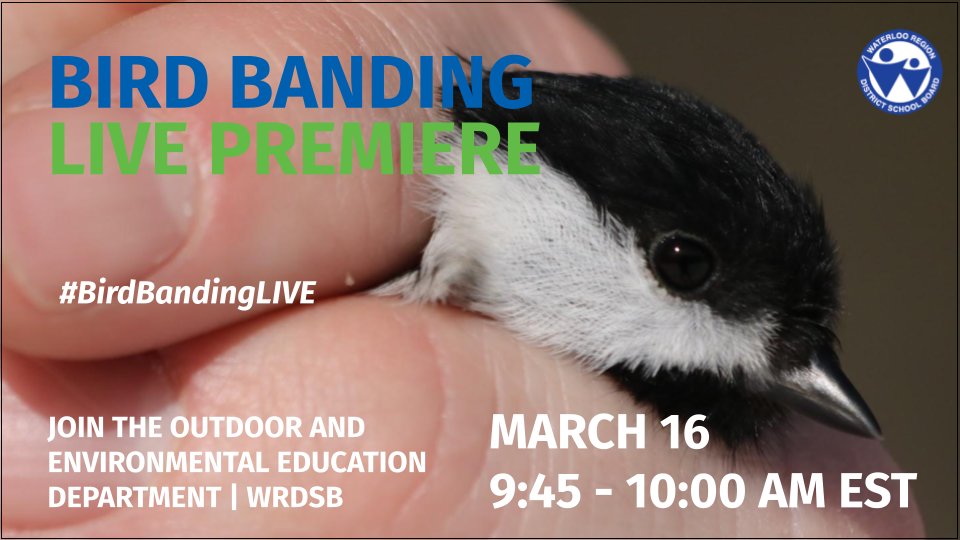 We are so excited to 'tweet' about this! 🙄😆🐦 Have you ever seen a bird wearing a 'bracelet'? Tune in next Tuesday the 16th for a Live Premiere all about why and how we band birds! #BirdBandingLIVE schools.wrdsb.ca/environmental-…