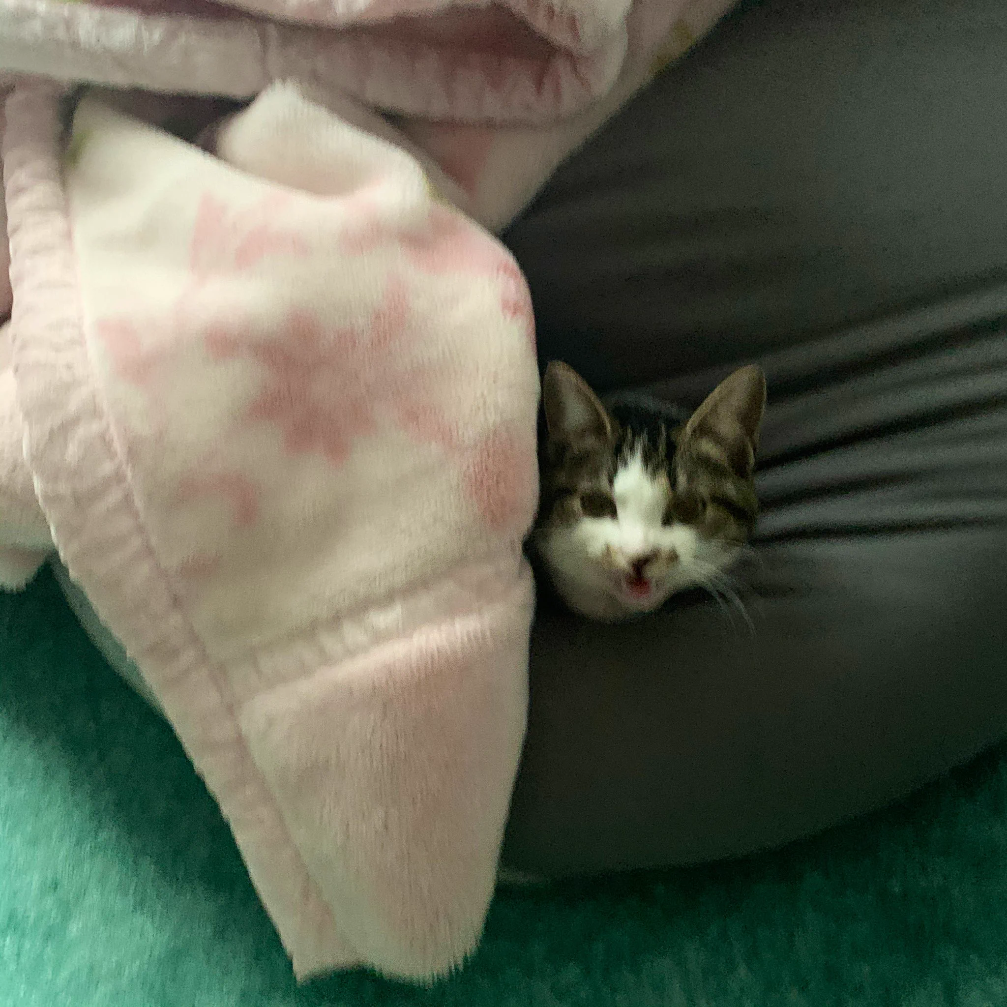 @murata116 うちの猫様も白湯がお好きでございます 