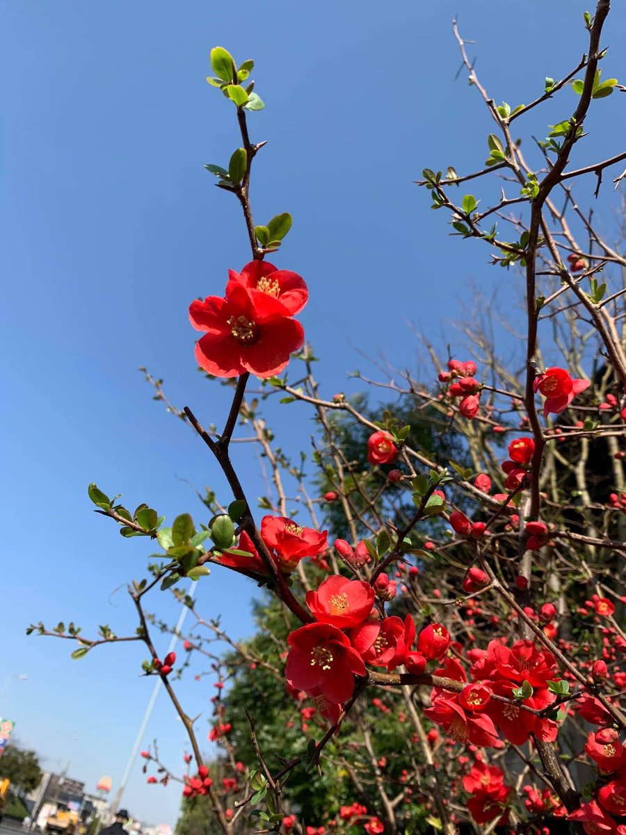 awaebot's tweet photo. red plum blossoms are so beautiful https://t.co/1usVHKHZ78