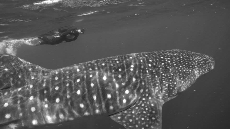 Dive in to future travel - mailchi.mp/ecdivers/dive-…