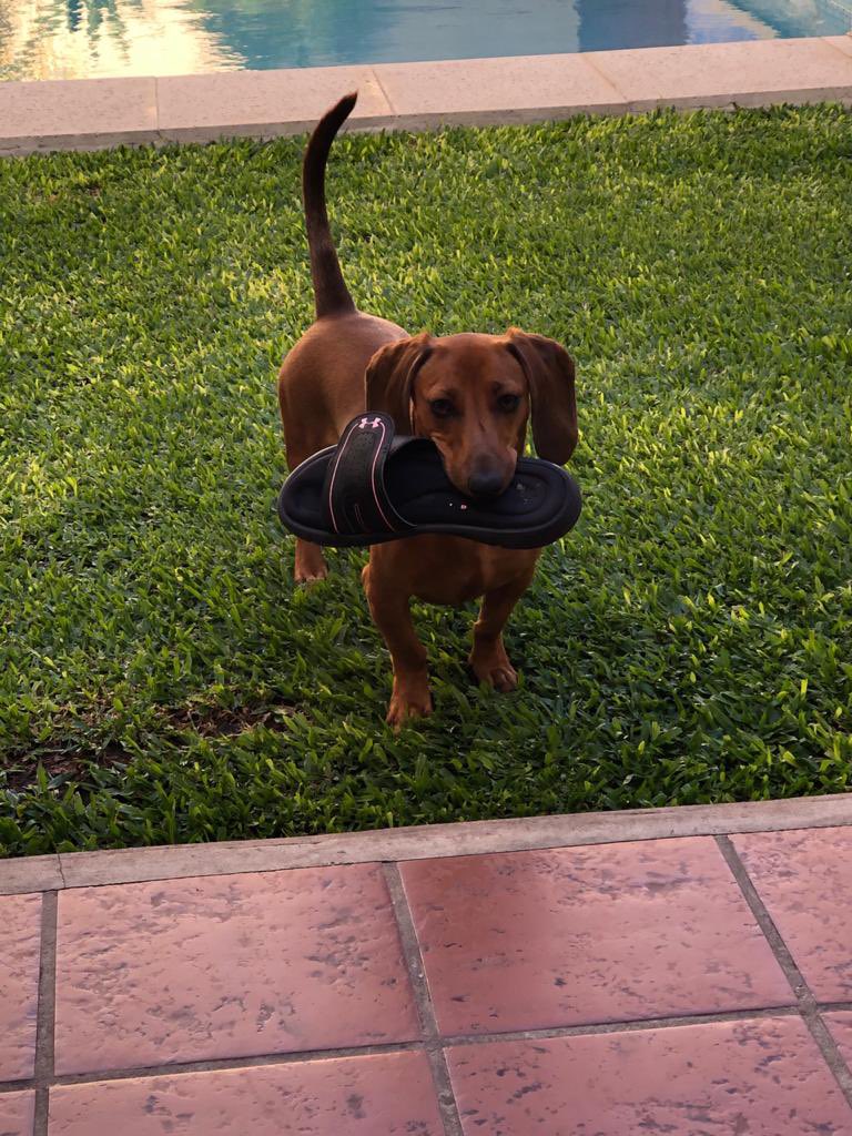 Simondachshund's tweet photo. ¡Le robé la chándal a mi dueña! ✨😅
#followme #likeforlike #followforfollow #perros #dogs #perrosalchicha #dachshund #dachshundmini #puppy #dachshundpuppy #cachorro #cachorrosalsicha #animals #animallovers #animales #animalesgraciosos  #cachorrodachshund #dachshundmini https://t.co/CnMwlwMaBk