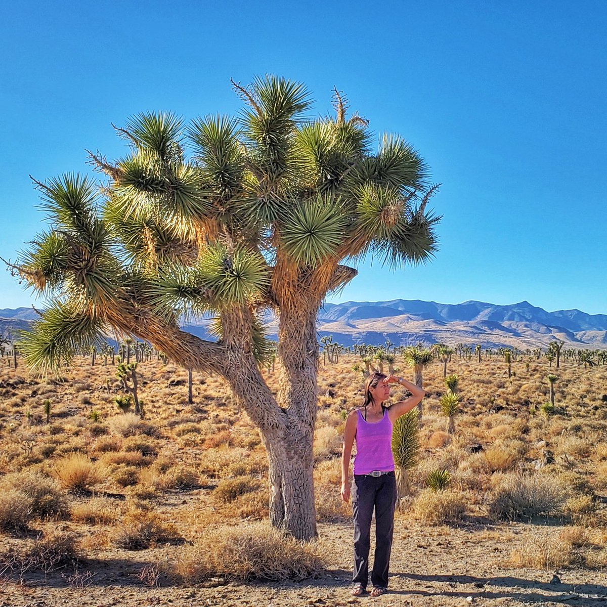 So excited for this room! Get your pack ready for a hike with Liesl Pimental in Phoenix, AZ and embark on a team effort to explore the landscape all around her. 🌵
Get your tickets at scvadventureplay.org/springthingfli… and 

Check Liesl out on Instagram as @lieslgoesadventuring