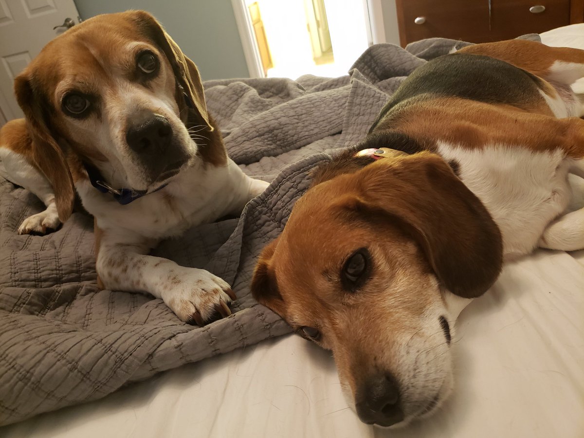 Two babies in the bed. ❤🐶🐶❤

#beagles, #snuggletime