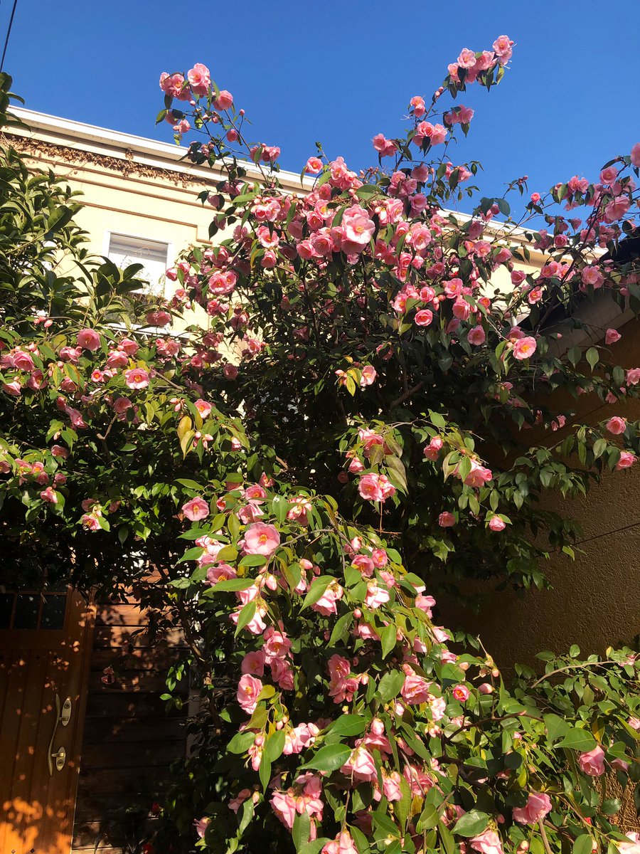 おはよう椿

玄関ドアを開けて空を見上げる景色とその逆サイドの景色