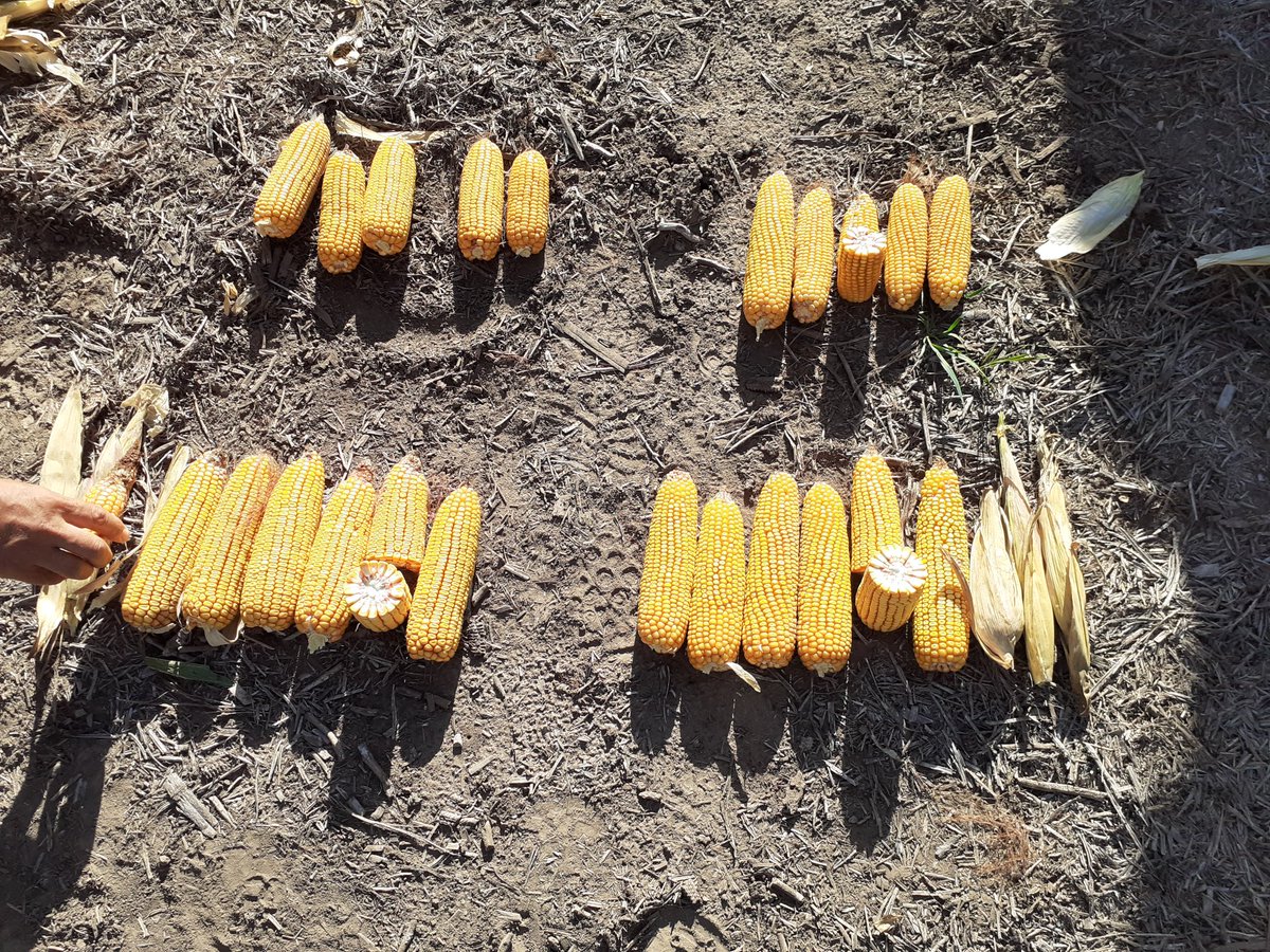 lgsemillas's tweet photo. Seguimos de #Corntour por zona núcleo. #juntosproducimosmejor
Testeando lo que se viene. 💪💪🌽🌽
#SomosLG
#Deproductoraproductor https://t.co/x3GNYhFL4Q