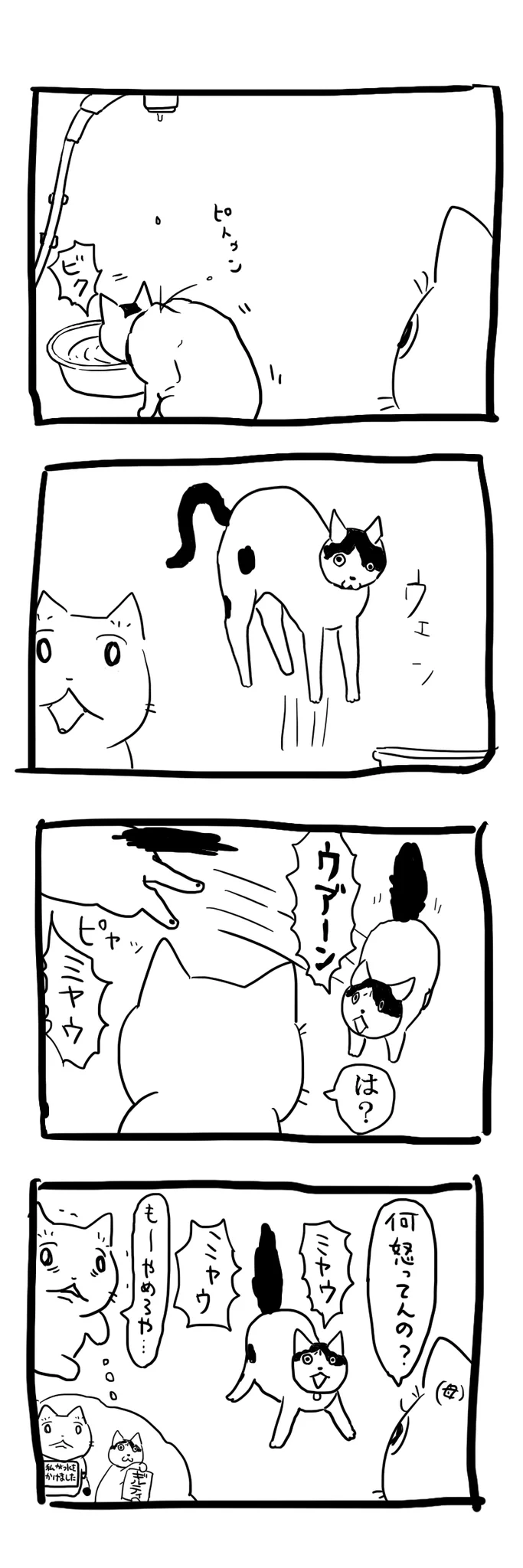 理不尽すぎるwww何もしていないのに、水を掛けられたと訴える猫！www