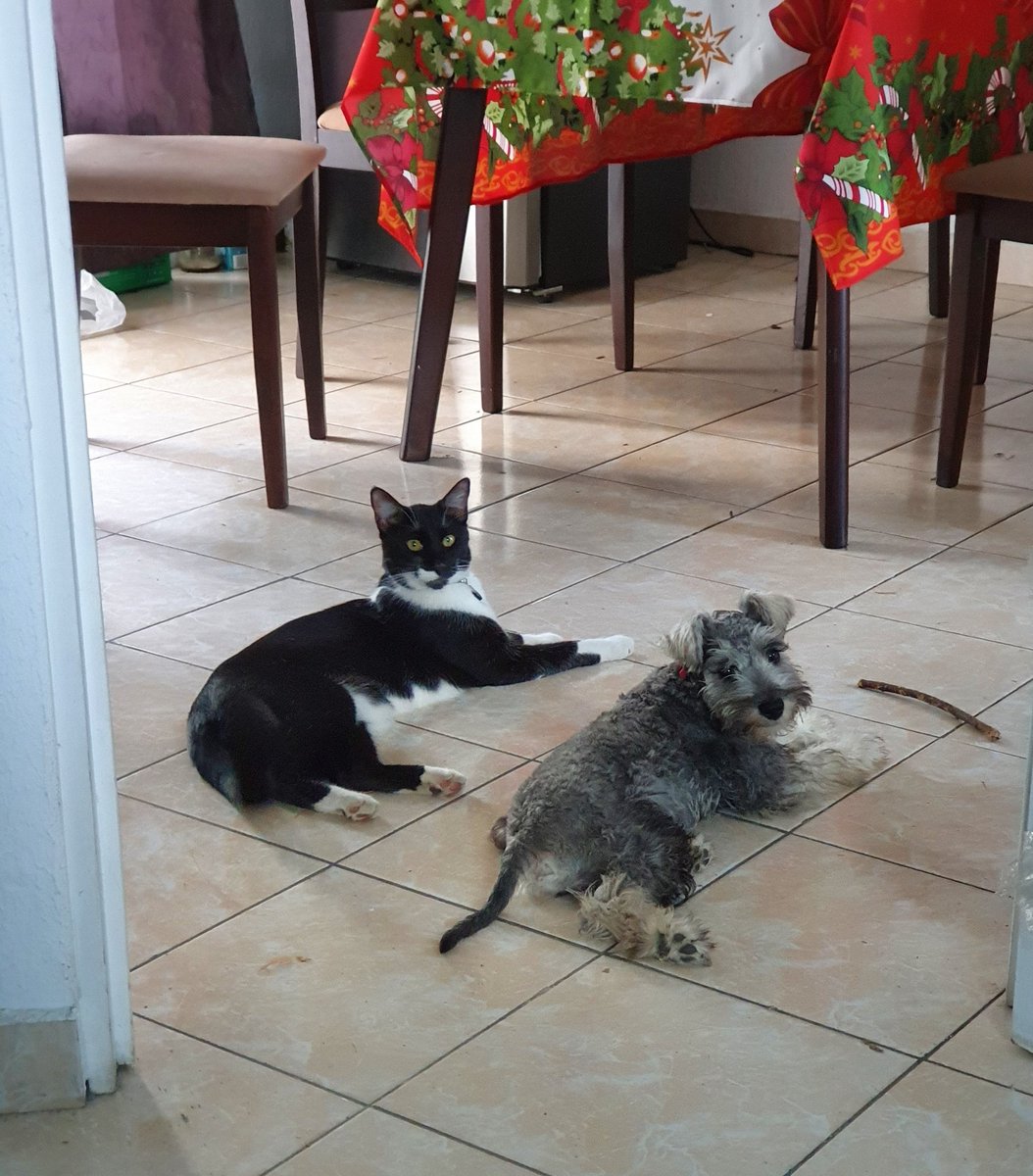 MarcePache1's tweet photo. Día 357 cuarenta Remoto:
"ya somos amigüis!!!!"
😾 NO... Después de eso le pegue!
#cuarentena #lovecats #dogmom #catlover https://t.co/XIyyS6g9z2