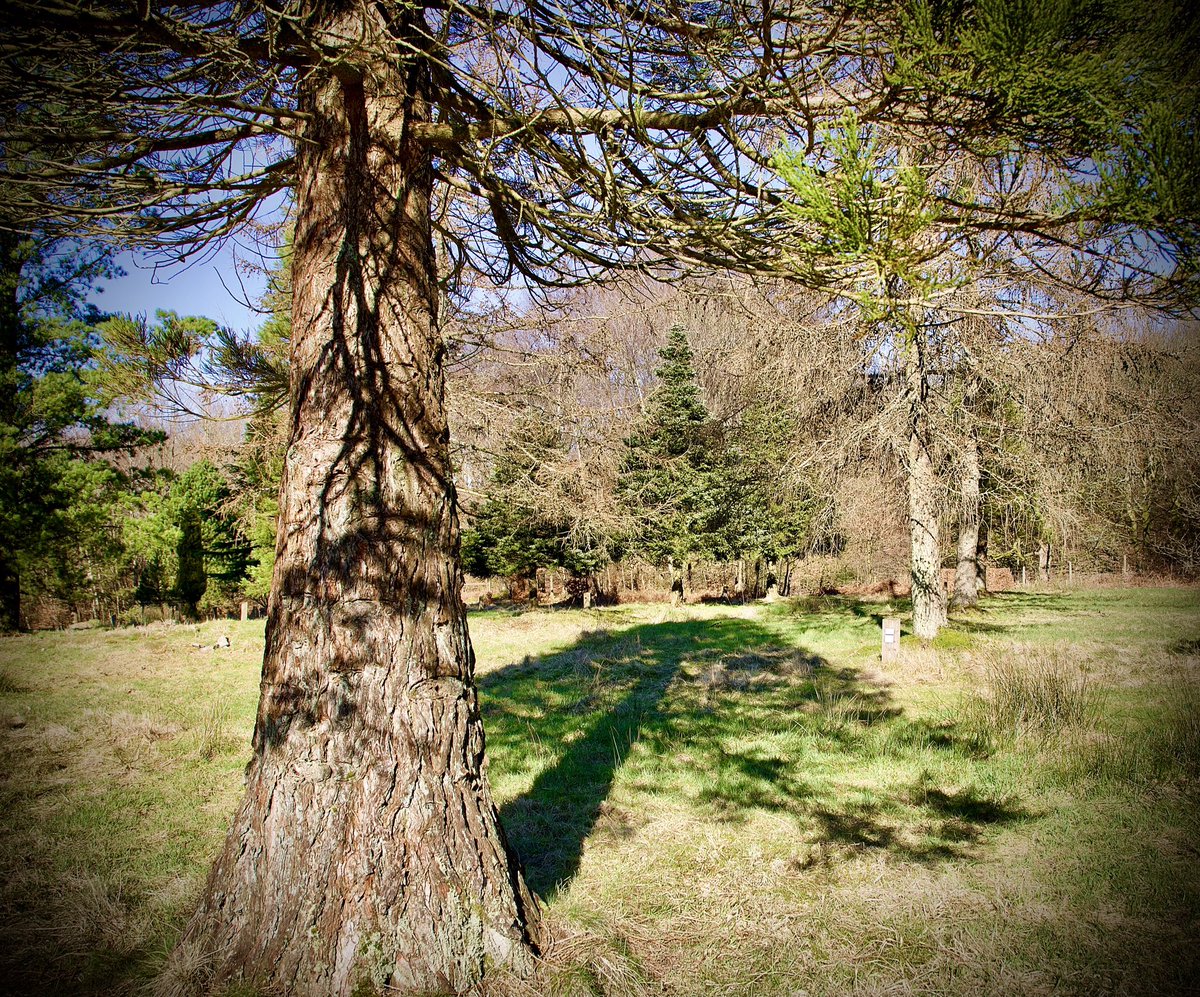 Shadows in the Pinetum..🌲🌲#rivingtonpinetum <a href="/AboutRivington/">About Rivington</a> <a href="/AboutHorwich/">about horwich</a> <a href="/LancashirePics/">Pictures of Lancashire</a> <a href="/Welcome2Lancs/">Welcome to Lancashire</a>