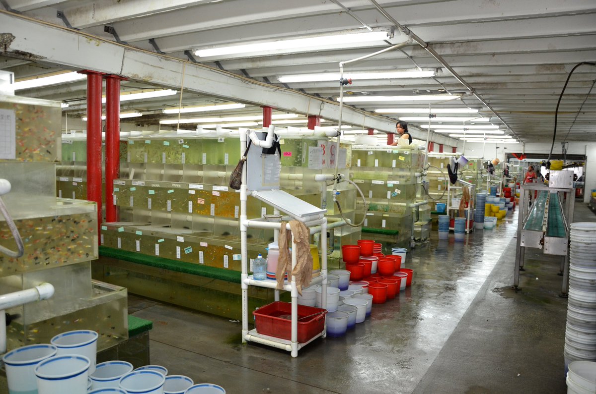 RegretfulPirat1's tweet photo. #DeathRows
A Wildlife Wholesaler of Guilty Animals and Fish Executing Innocent. https://t.co/3qDRnbsFQh