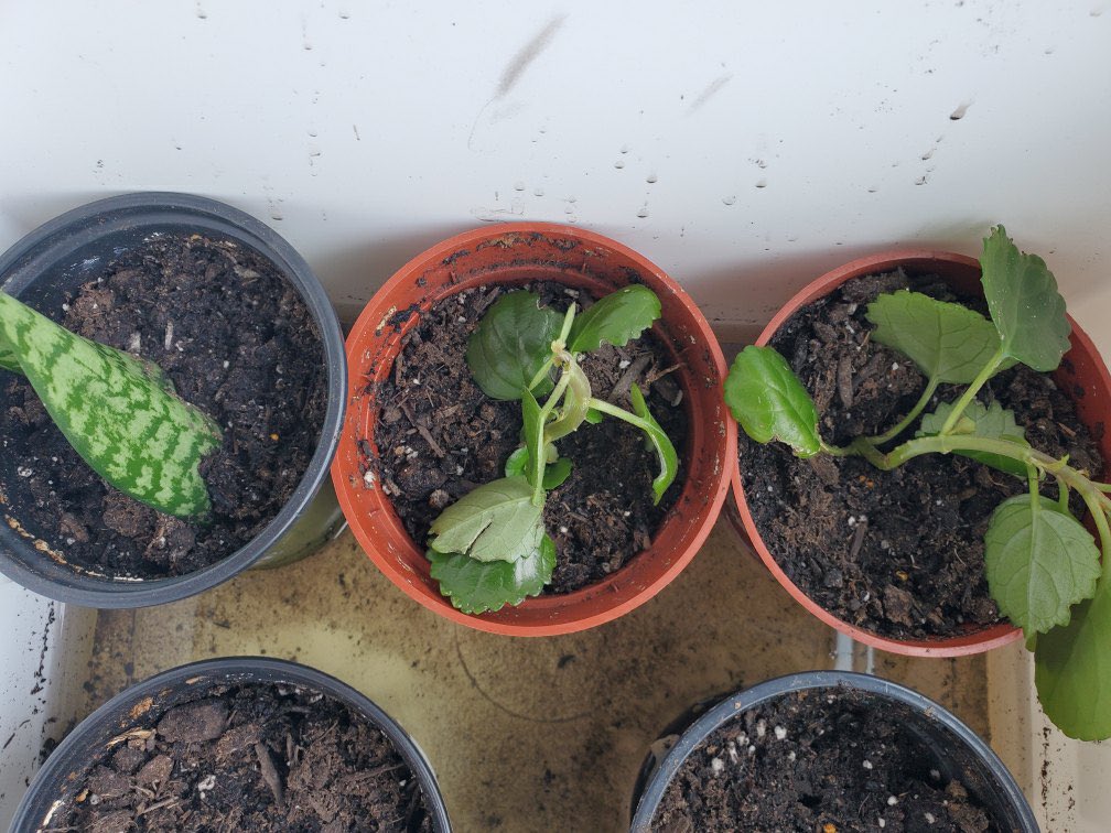 Getting back to our <a href="/DSSSEco/">Suzuki EcoTeam</a> roots and cloning #plants today in Room 104  🌱 🪴 

📷: <a href="/Mr_Crozier/">Josh C</a>