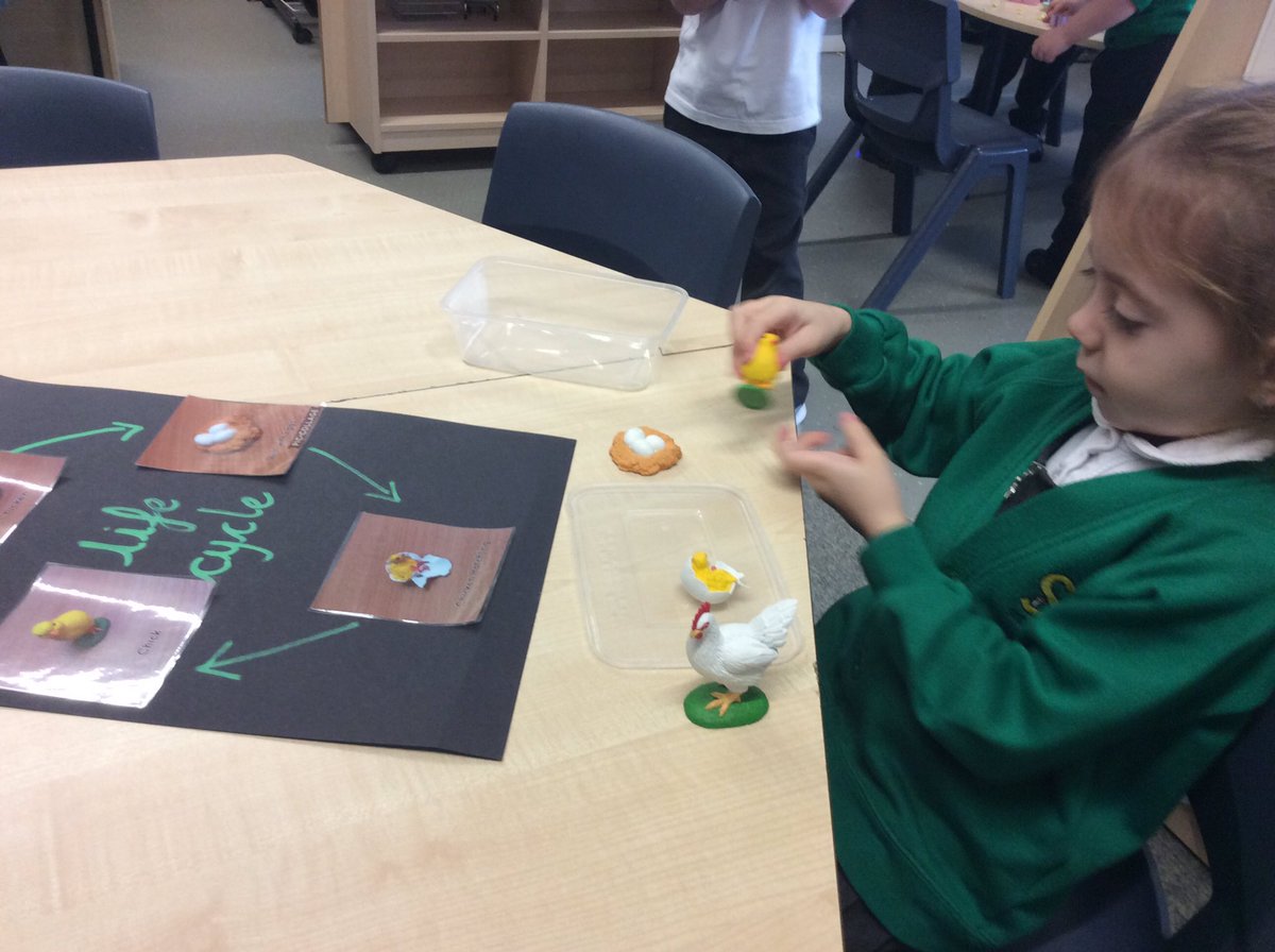 SVPEYFS's tweet photo. We have lovely Montessori life cycle models available to the children. Today we explored the life cycle of a chicken. After lots of discussion the activity led into observational drawing and book making. #eyfs #montessori #lifecycles #continualprovision #provocationsforlearning https://t.co/XtXuka5IIO