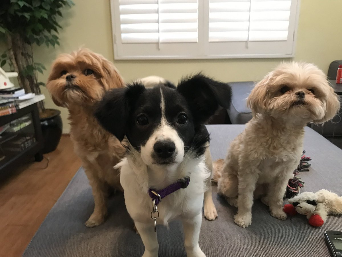 prosecutr_libba's tweet photo. #DogsAgainstJimJordan these three are waiting for @Jim_Jordan to explain the OSU allegations...Penny (on the left) already doesn’t trust him. https://t.co/L9ij5umRQY