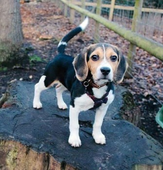 millypod1's tweet photo. 🆘7 MAR 2021
#STOLEN from Outside house, picked up by
WHITE AUDI A1 - Reg DX66
DIXIE #ScanMe @metpoliceuk Beagle Female #PUPPY
Kings Road #WestDrayton #UB7
London Borough #Hillingdon #Middlesex

https://t.co/WZHXeeyjEJ
SIGHTINGS☎️07887 719678/ 07444 796842
https://t.co/jtfWNDEuuT https://t.co/RQYZ6z8heF