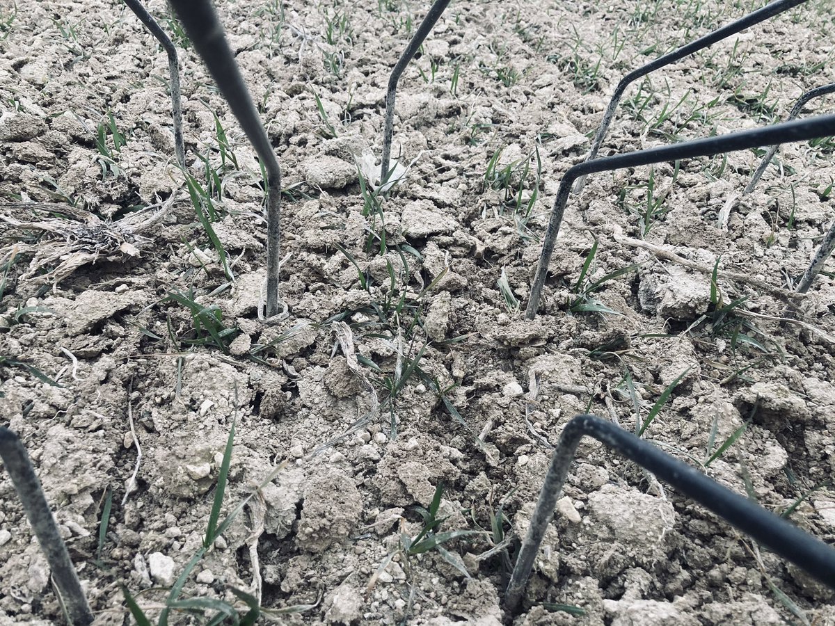 Corentin Mance tweet media