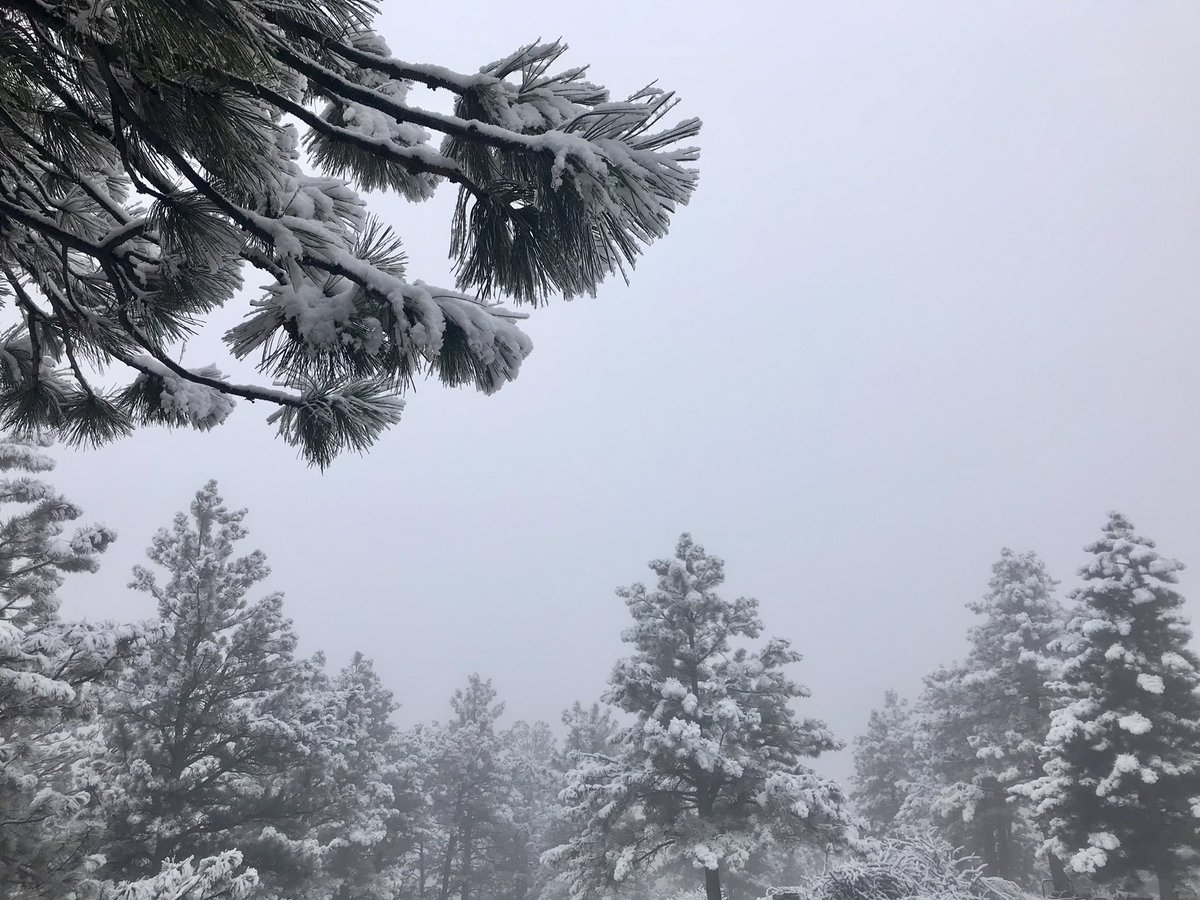 Photograph of snow on trees