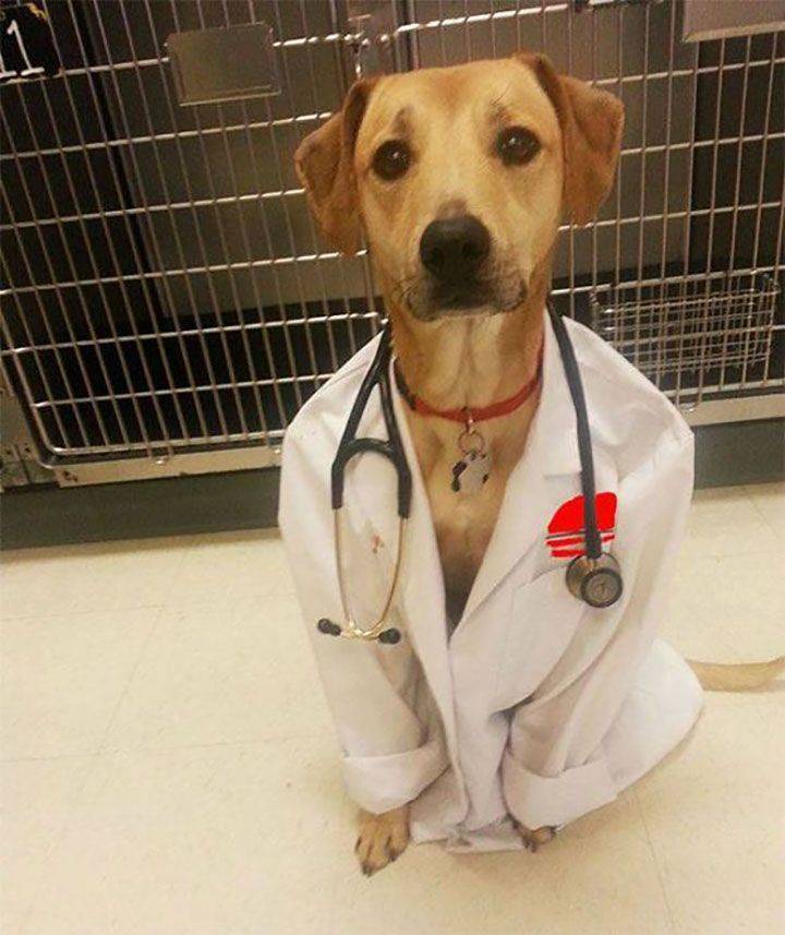 GatoCroqueto's tweet photo. Dr. Me duele el estómago...
Probó comiendo pastito? https://t.co/kYMu35alYG