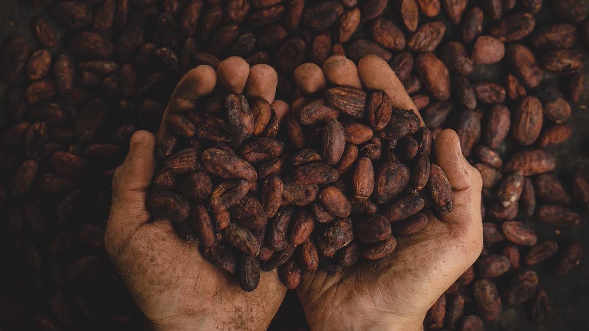 BeanToBarEmp's tweet photo. Did you know that #craftchocolate bars have unique flavors beyond the typical “chocolatey” taste?  You may taste berries, exotic fruits, nuts or spices, which comes from the #cacao beans used to make the chocolate.

#beantobar #beantobarchocolate #simplycacao https://t.co/ocNMtLzCxF