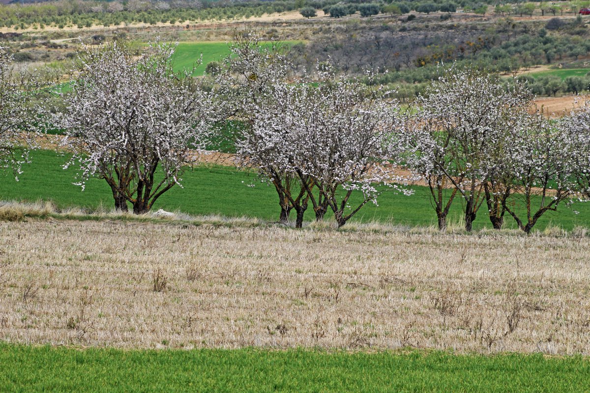 PatrimonioRioja's tweet photo. Acabando el invierno, transitando hacia la primavera.
Campos blancos en Ventas Blancas. Valle del Jubera. https://t.co/PO1RFukuyD