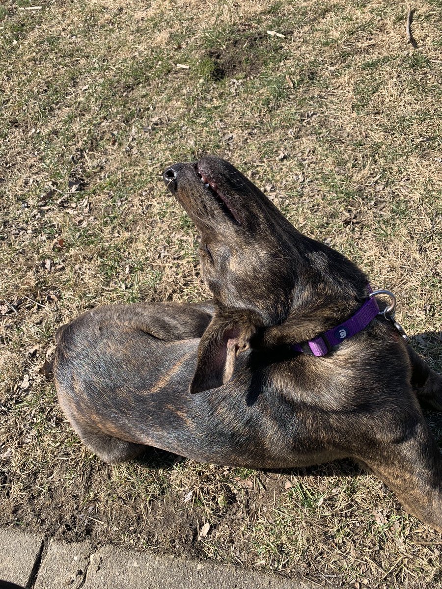 tayycon's tweet photo. Literally nothing makes my dog happier than laying in the sun https://t.co/nALTKuUzMi