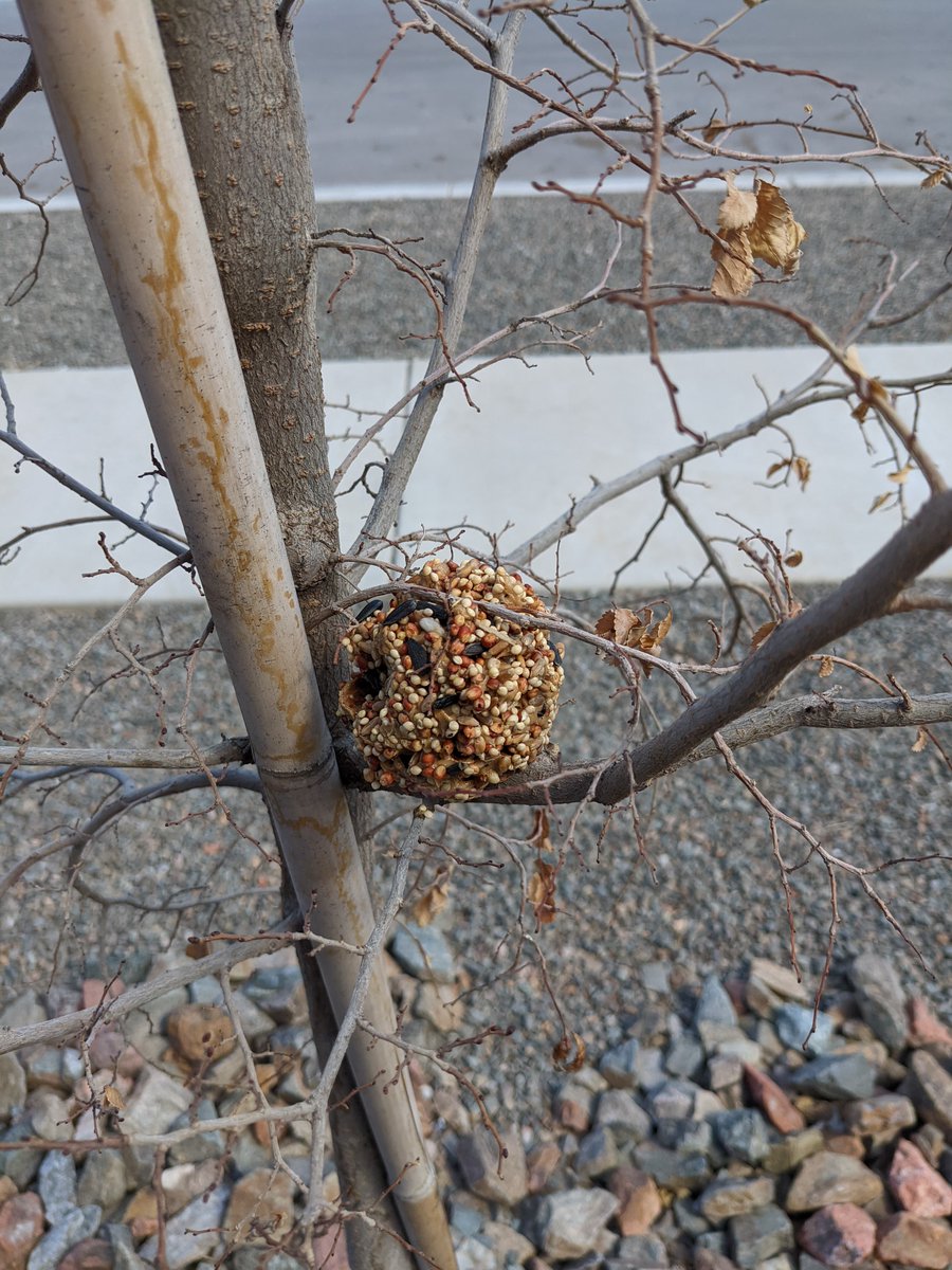 as part of our plant study, we have been learning about seeds! Today, we read about how other creatures eat seeds and made bird feeders to put outside! They loved the hands-on activity! #earlychildhood #remotelearning <a href="/GovernorBent/">Governor Bent Elementary School</a>