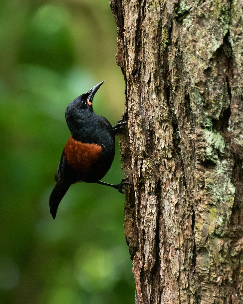 Now that our lower reservoir restoration project is underway, you’ll notice the pontoon and heritage lawn are closed for a few months. There are still 32km of tracks to explore, and heaps to see! Read more about the project here: bit.ly/389yr14. #RestoringRotoKawau