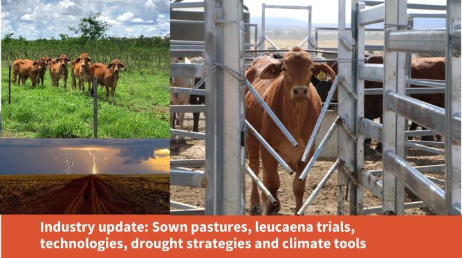 FutureBeef's tweet photo. Industry update – Pinnarendi & Whitewater, 30 March.
Hear producer experiences with fertilised sown pastures and leucaena, liveweight gain trials, E-Beef tech trials, and more.
Find out more: https://t.co/6estDOKxz8
@NorthernGulf @meatlivestock @DAFQld #ruralevent #NorthQld https://t.co/iZ42SkgWTb