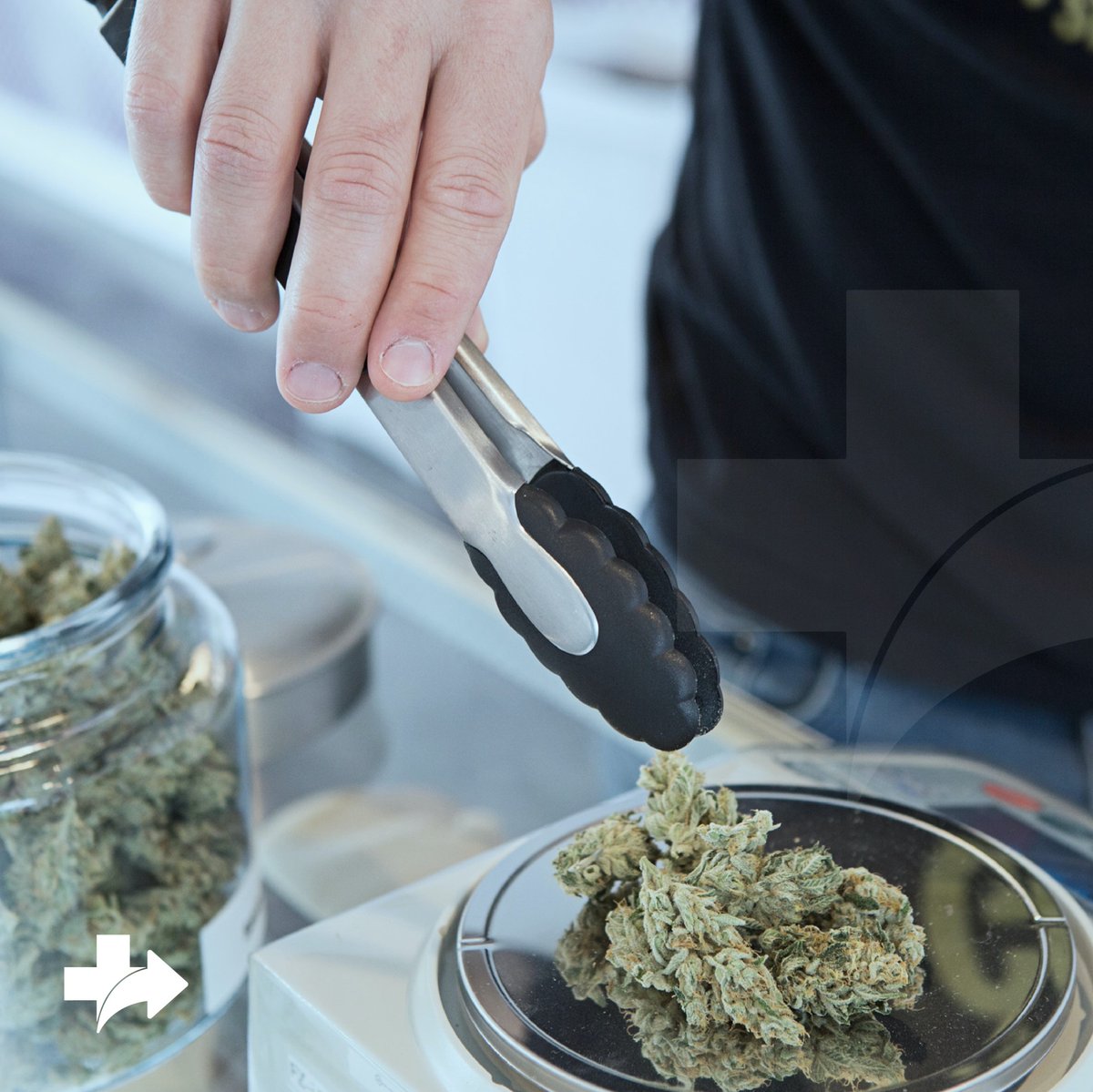 GreenDirectPR's tweet photo. 🌿  Los budtenders preparan tu medicina con mucho cuidado para que llegue a tu casa seguro.

📲  Si eres paciente de BWell Torrimar o @PRClinicaVerde Calle Loíza puedes ordenar para delivery a través https://t.co/4QEhCmLBUi

¿Cuál flor vas a pedir hoy? https://t.co/lnB0YPJM0i