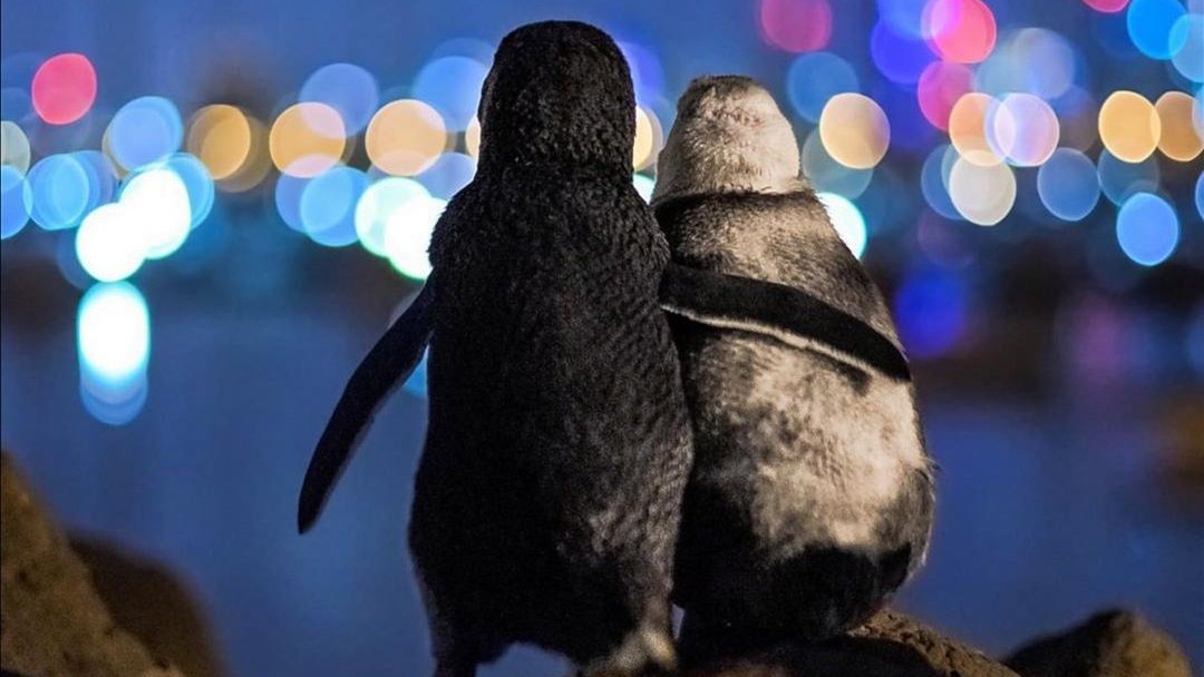 True love❤️