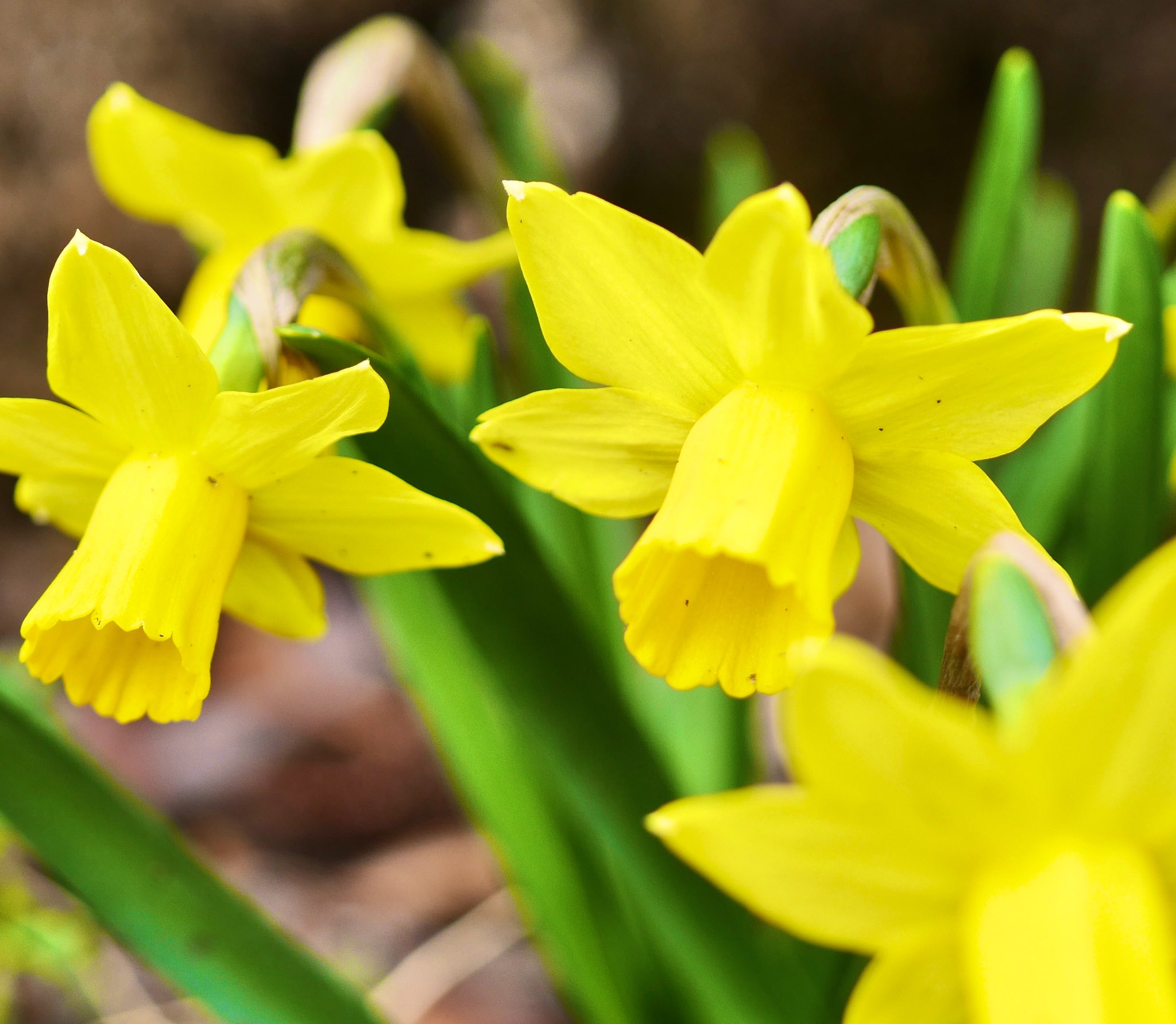 かなもく 皆さん おはようございます 21 03 11 木曜日 今朝の伊豆高原の天気は薄曇りです 今朝は寒いですね 只今の気温2度 予想最高気温12度 予報では晴れ時々曇りでしょう 今朝の花 ラッパズイセン 喇叭水仙 花言葉は あなたを待つ です