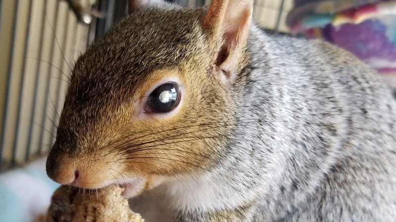 alienthing3's tweet image. @RealTonyGanios Tony 
 Could you please RT this? Vermont wildlife officials want to unjustly KILL Peanut, a 7 year old BLIND SQUIRREL.   The State is renegging on a years old agreement to let Peanut live.   The new Officer wants to revoke the agreement.  
 Please RT thank you