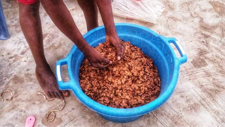 Work in Progress: Processing Mahogany (Khaya) seeds.
