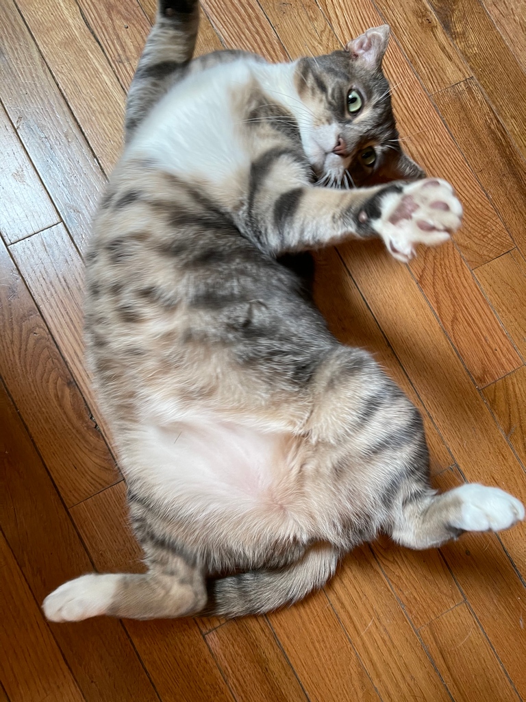 BrooklynBark's tweet photo. We love our job! 
It's Professional Petsitter Week and we are so happy to have such a caring and kickass staff! 
We even get 4 paws up (and belly) from our kitties - the biggest compliment we could receive! 

#professionalpetsitter #bestjobever #professionalpetsitterweek #psi https://t.co/CxaIioTsGO