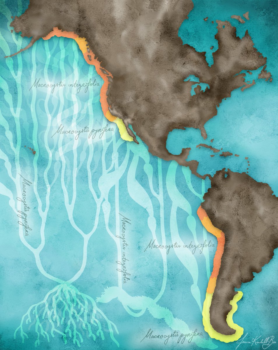 Just finished a dreamy kelp-scape map illustration for the EEB Consilience Art-Science Gallery run by star undergrad <a href="/IshanaShukla/">Ishana Shukla</a> to show the difference in morphology and distribution of two ecotypes of giant kelp for <a href="/coastalkelper/">Sara T. Gonzalez</a>'s dissertation research. #sciart
