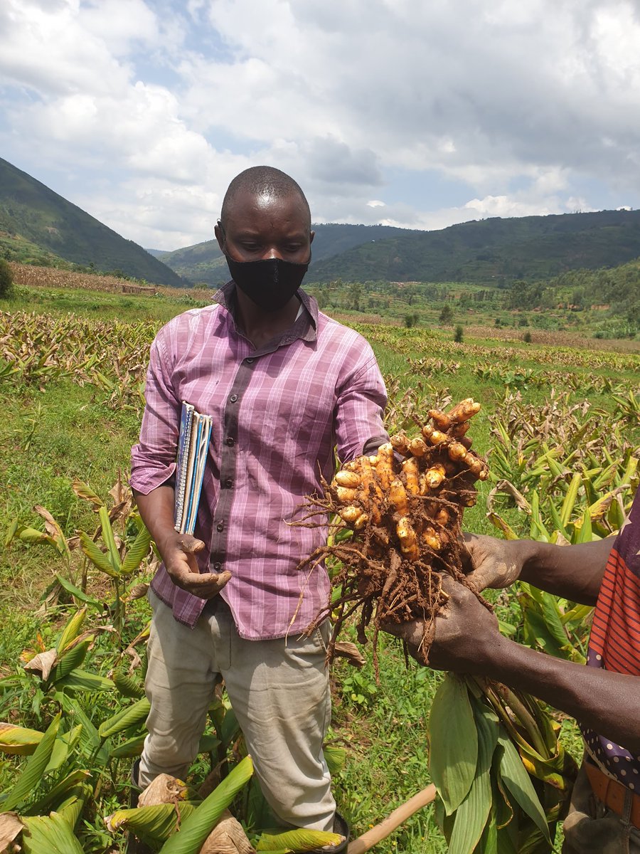 promulindwa's tweet photo. #Tumeric crop tried in #Muyanza scheme managed by @rulindodistrict & @SAIP_SAPMP has successful results. Credits to @GETITRwanda for its core role. This joins #ginger #Chilli #Chiaseeds #Rosemary #Summerflowers #Garlic #freshbeans #stevia etc @RwandaAgri @gatjmv @RwandAgriExport https://t.co/f5KTwthGxt