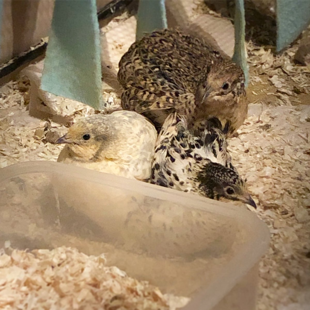 A beautiful quail triangle. They fit together perfectly! 🥰
#bird #birds #birdlover #quail