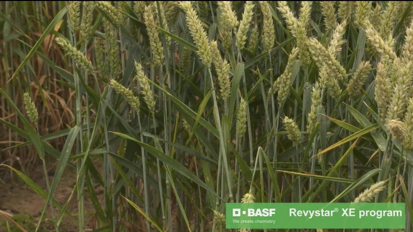 Jon Helliwell tweet media