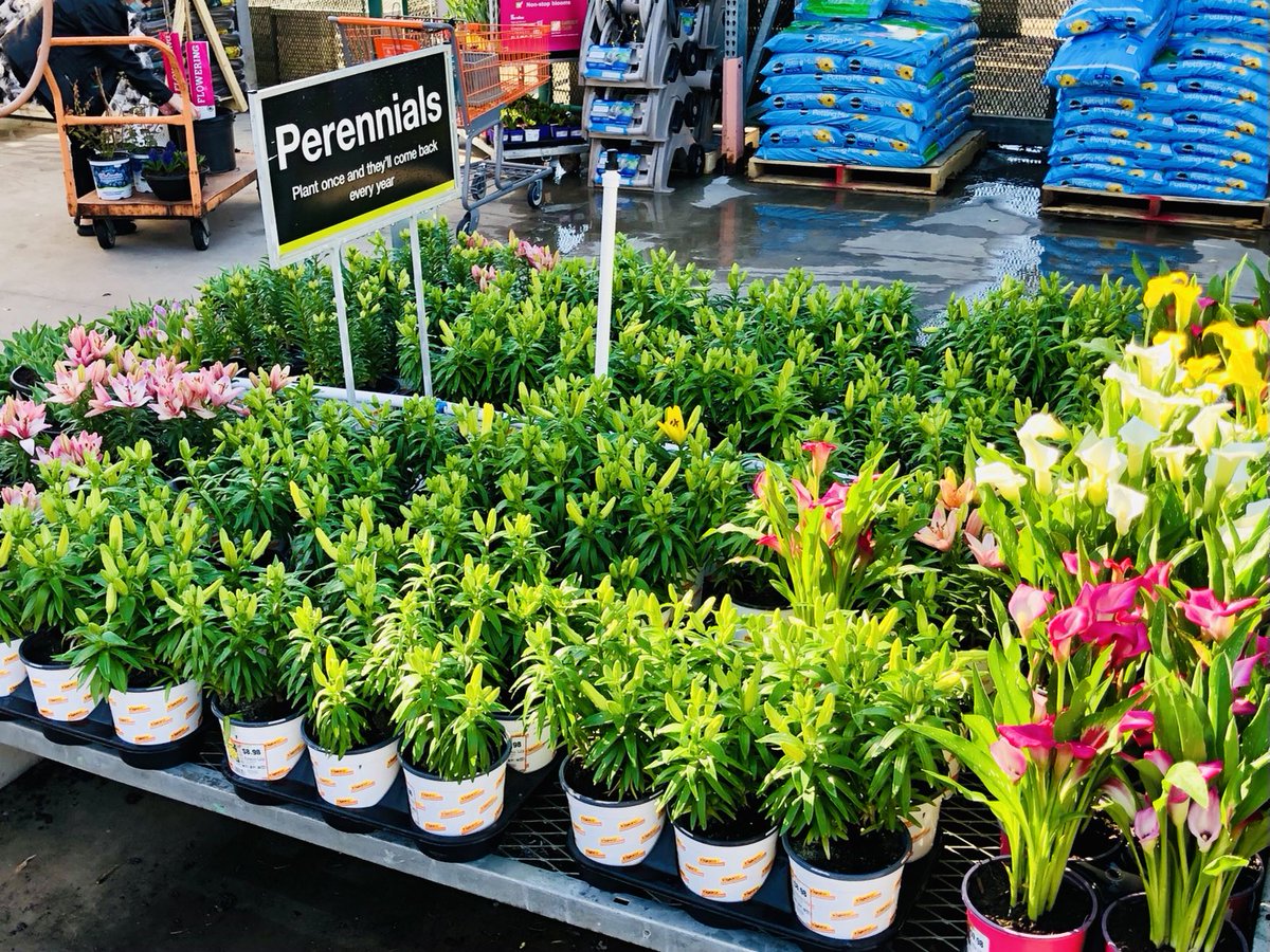 PPSKare's tweet photo. Perennial Power shining bright @NMB HD 1121 #moredaylightfordoers #digintoSpring @JimSimmonsHD @Stephen_E_Camp @pps_s_atlantic @PPSinHD https://t.co/ZM9QhRagHP