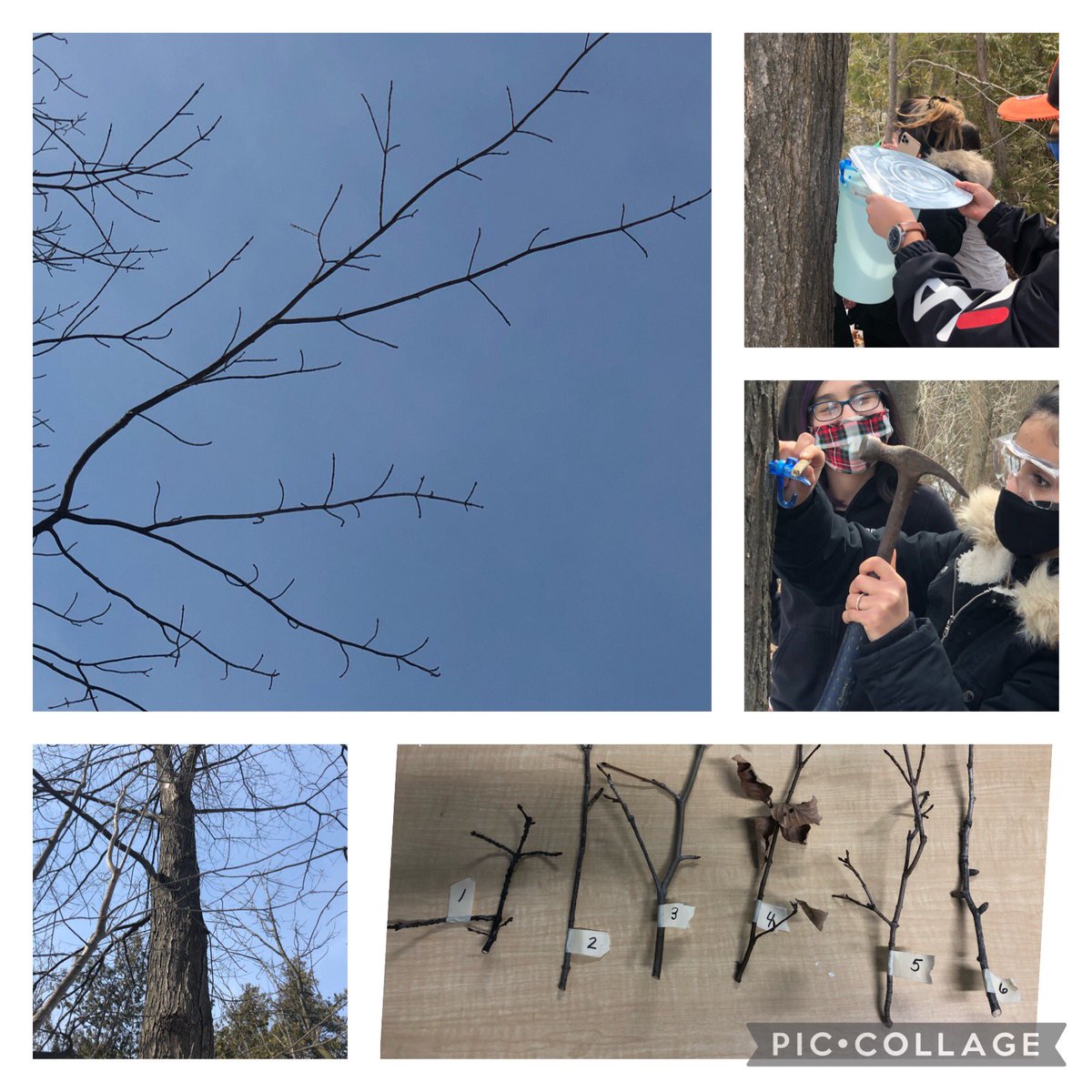 sarahbreilly's tweet photo. Tree identification lessons, studying branch formation and bud development. Without my assistance, students recognized a Sugar Maple tree in the forest. We then tapped it and are waiting to retrieve the sap @boyne_river @scdsboutdoors #authenticlearning #inquiry https://t.co/Iv1Uakptik