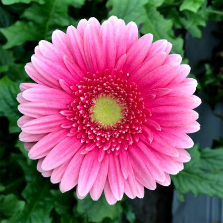 K1013survive's tweet photo. おはようございます🌺

今日の14時46分18.1秒に
#東日本大震災 ���発生。

名曲「花が咲く」では

ガーベラの花が復興支援のシンボル

に選ばれました。

ガーベラには沢山の素晴らしい、

花言葉があります🌷🌺 https://t.co/tVD3HzrI2d