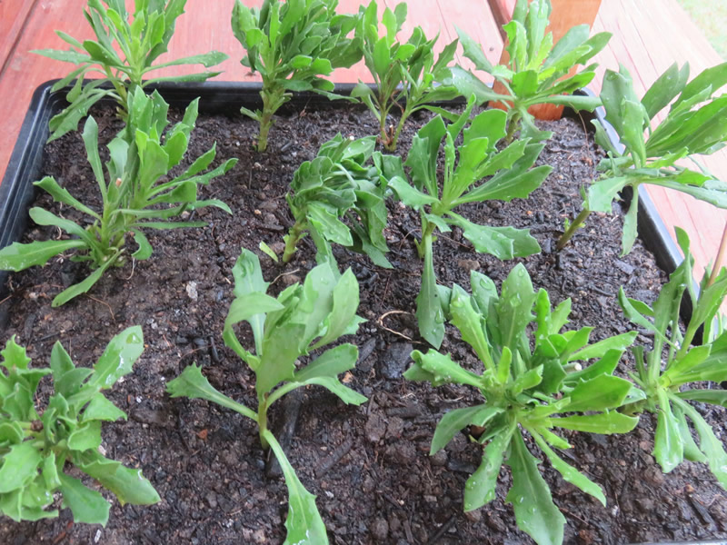 クマにゃん 昨日はオステオスペルマムを挿し木にした もっと葉っぱを切った方が良かったかもね はたして何本根付くか