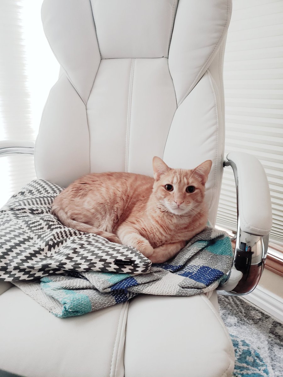 juelkitty's tweet image. I got up for one minute... #chairstalker #cats #gingerrules #gingerboy #mycoworker