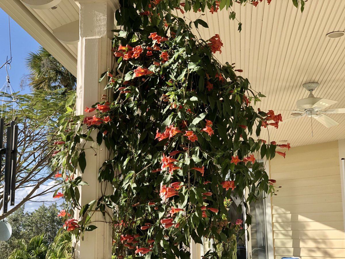 cscott1225's tweet photo. #merrittisland. Vine in full bloom. https://t.co/xK6PyzzNIx